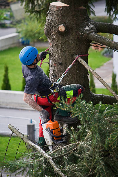 Best Emergency Tree Removal  in Bradford, RI