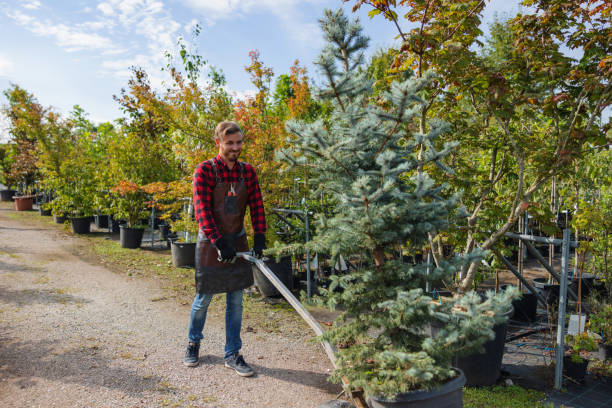 Best Tree Removal  in Bradford, RI