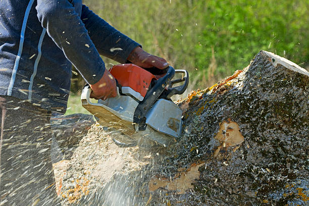 Best Seasonal Cleanup (Spring/Fall)  in Bradford, RI