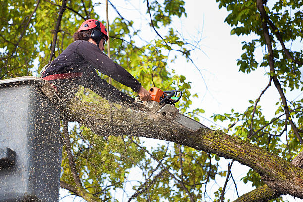 Best Tree Health Inspection  in Bradford, RI